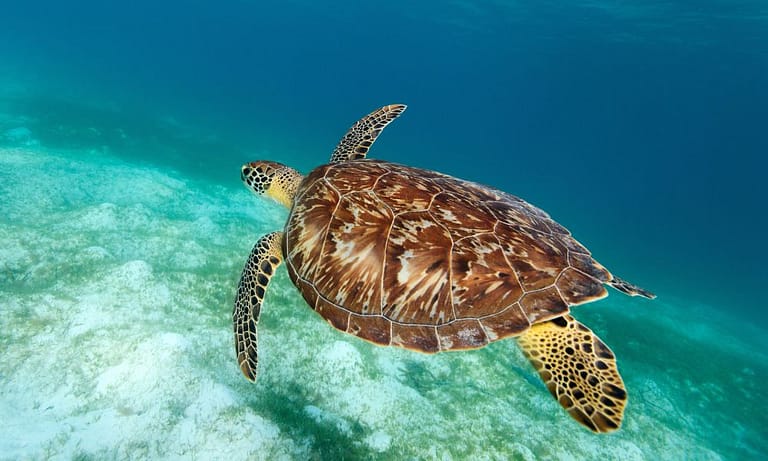 Read more about the article Amazing Wildlife You’ll See While Sailing in the Grenadines